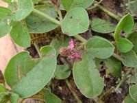 Indigofera flavicans-t.JPG